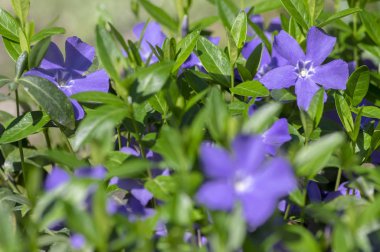 Vinca küçük periwinkle süs çiçekleri çiçek, ortak periwinkle çiçekli bitki, sürünen çiçekler