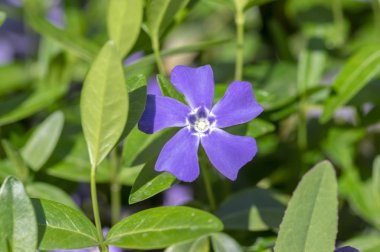 Vinca küçük periwinkle süs çiçekleri çiçek, ortak periwinkle çiçekli bitki, sürünen çiçekler