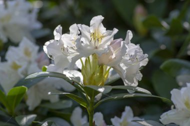 Rhododendron Madam Masson. Sarı noktalı beyaz çiçekler. Çiçek açan yeşil çalılar, yeşil yapraklar.