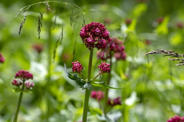 Centranthus ruber planta con flores, flores de color rojo brillante en flor, tallo verde y hojas, flor ornamental — Foto de Stock