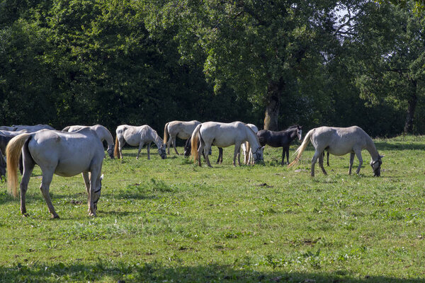 Lipizzaner horses grazing on Lipica pasture, group of beautiful animal from famous horse breeding