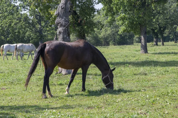 Cavalli lipizzani al pascolo sul pascolo di Lipica, gruppo di splendidi animali di famosi allevamenti di cavalli — Foto Stock