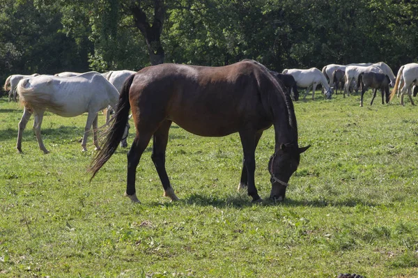 Lipizzaner horses grazing on Lipica pasture, group of beautiful animal from famous horse breeding