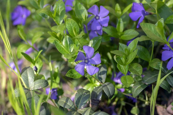 Vinca mindre mindre periwinkle prydnadsblommor i blom, vanliga periwinkle myrten blommande växt, krypande blommor — Stockfoto