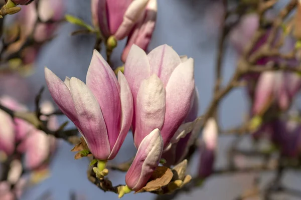 Magnolia soulangeana también llamado platillo magnolia floreciente árbol de primavera con hermosa flor blanca rosa en las ramas en flor —  Fotos de Stock