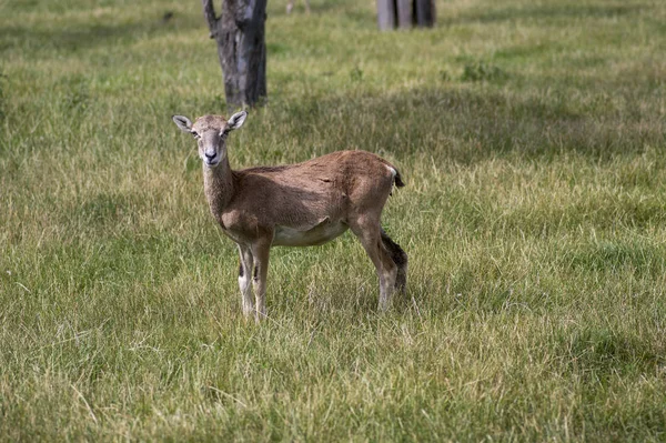 Ovejas muflón salvaje, una hembra pastando en el pasto a la luz del día, prado verde, animales salvajes — Foto de Stock