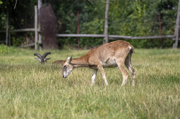 Ovejas muflón salvaje, par de animales de pastoreo en el pasto a la luz del día, prado verde, animales salvajes —  Fotos de Stock