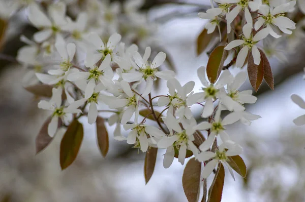 Amelanchier lamarckii deciduous flowering shrub, group of white flowers on the branches in bloom — стоковое фото