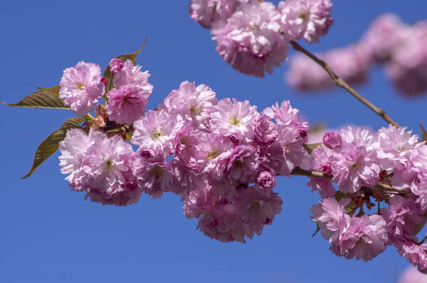 Prunus serrulata Japanese cherry tree double flower cultivation sakura taihaku in bloom, flowering oriental cherry pink flowers