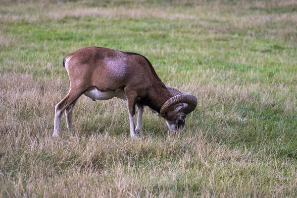 Ovejas muflón salvaje, un macho pastando en el pasto a la luz del día, prado verde, animales salvajes — Foto de Stock