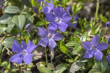 Vinca küçük periwinkle süs çiçekleri çiçek, ortak periwinkle çiçekli bitki, sürünen çiçekler