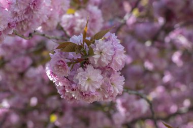 Prunus serrulata Japon kiraz ağacı çifte çiçek ekimi Sakura ya da taihaku çiçekli, çiçekli doğu kirazlı