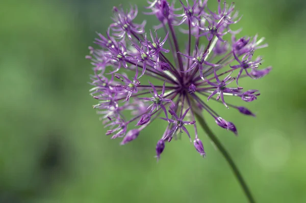 Allium hollandicum flowering springtime plant, group of purple persian ornamental onion flowers in bloom — Stock Photo, Image
