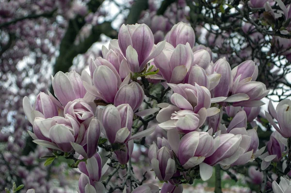 Magnolia soulangeana также называется блюдце магнолия цветущее весеннее дерево с красивым розовым белым цветком на ветвях в цвету — стоковое фото