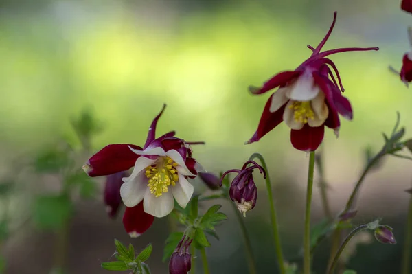 Aquilegia caerulea piros fehér sárga virágzó növény, gyönyörű dísznövény lágy évelő virágok virágzik — Stock Fotó