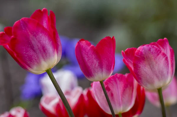 Свежие цветущие тюльпаны в весеннем саду, красивые ранние цветы тюльпана gesneriana в цвету, различные цвета, цветы кучу — стоковое фото