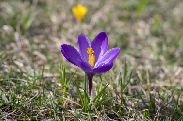 Campo de plantas de crocus vernus de floración, grupo de flores de primavera temprano de colores brillantes en flor — Foto de Stock