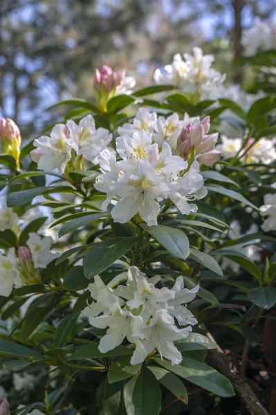 Rhododendron Madam Masson. Sarı noktalı beyaz çiçekler. Çiçek açan yeşil çalılar, yeşil yapraklar. — Stok fotoğraf