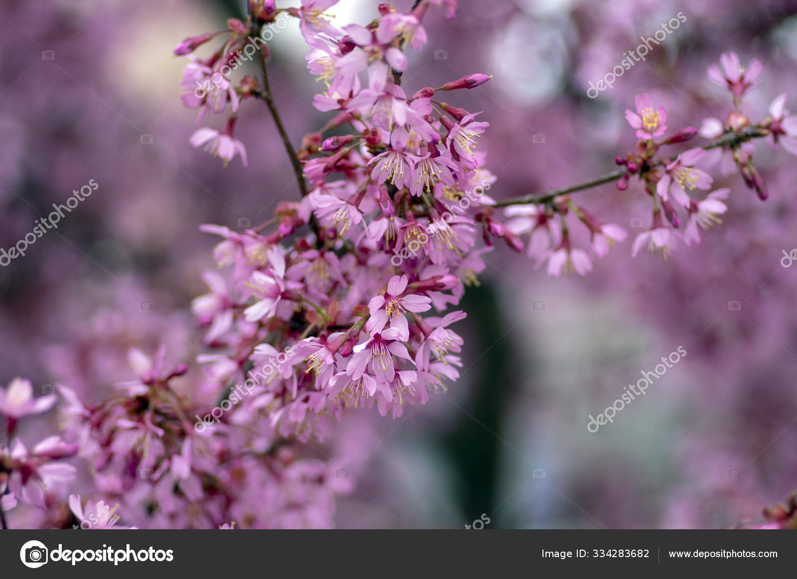 Prunus Okame Flowering Early Spring Ornamental Tree Beautiful Small Pink Stock Photo Image By C Ivusakzkrabice 334283682