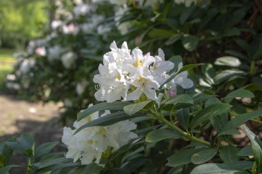 Rhododendron Madam Masson. Sarı noktalı beyaz çiçekler. Çiçek açan yeşil çalılar.