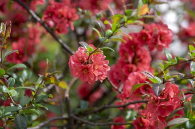Süslü çiçekli çalılar Chaenomeles japonica cultivar superba güzel açık pembe yapraklar ve sarı merkezli, çiçek açmış ilk çiçekler