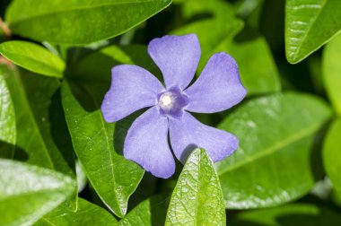 Vinca minör minör menekşe süs çiçekleri çiçek, yaygın menekşe çiçekleri sürünen yer çiçekleri