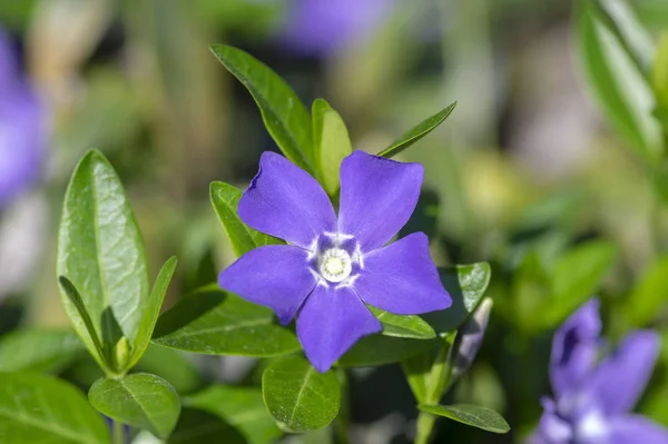 Vinca Mindre Mindre Periwinkle Prydnadsblommor Blom Vanliga Periwinkle Blommande Växt — Stockfoto