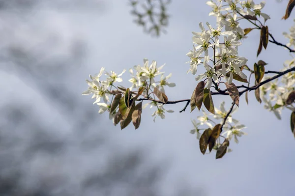 Amelanchier Lamarckii Decidfrufrufrufingshrub 가지에 나뭇잎의 눈덮인 Mespilus — 스톡 사진