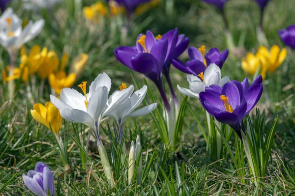 Field Flowering Crocus Vernus Plants Group Bright Colorful Early Spring — Stock Photo, Image