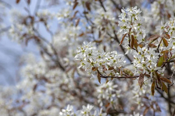 Amelanchier Lamarckii Decidfrufrufrufingshrub 가지에 나뭇잎의 눈덮인 Mespilus — 스톡 사진