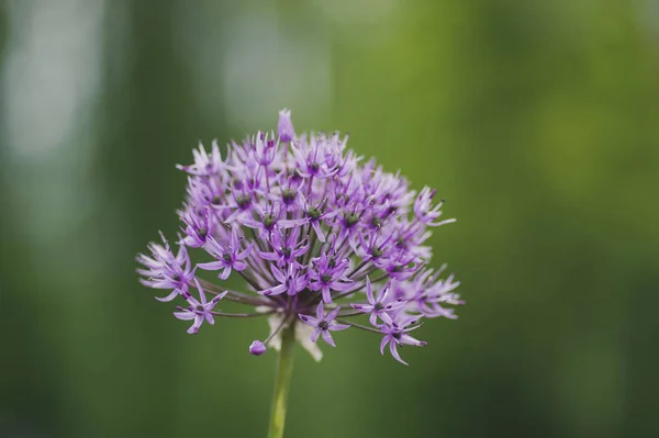 Лук Голландский Цветущий Весеннее Растение Группа Фиолетовый Персидский Декоративный Лук — стоковое фото