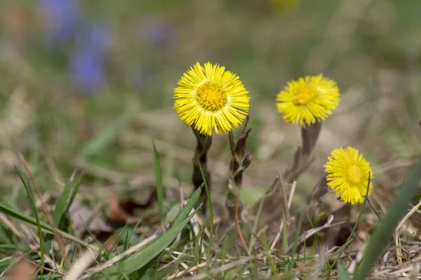 Tussilago Farfara Lkbahar Baharı Çiçek Açan Bitkiler Güneş Işığı Altında — Stok fotoğraf