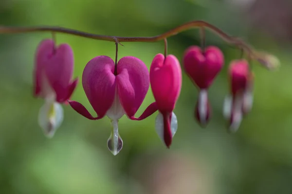 Dicentra spectabilis pink bleeding hearts in bloom on the branches, flowering plant in springtime garden, romantic flowers, green leaves