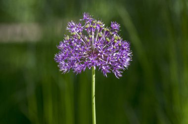 Allium hollandicum çiçek açan bahar bitkisi, çiçek açmış mor İran süs çiçekleri grubu