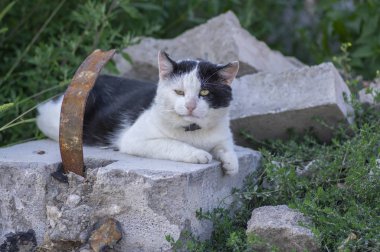 Bina yıkıntıları içinde yakalı yaşlı, siyah beyaz kedi tembelce dinleniyor.