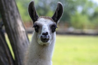 Young baby llama Lama glama portrait, beautiful hairy animal with amazing big eyes, light cream brown white color