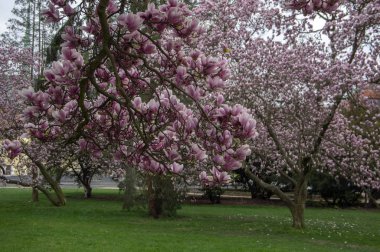 Magnolia soulangeana ayrıca çay tabağı manolyası olarak da bilinir. Çiçek açan dallarda güzel pembe beyaz çiçekli bahar ağacı.