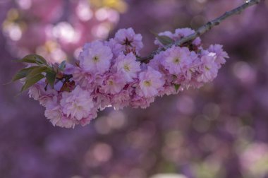 Prunus serrulata Japon kiraz ağacı çifte çiçek ekimi Sakura ya da taihaku çiçekli, çiçekli doğu kirazlı