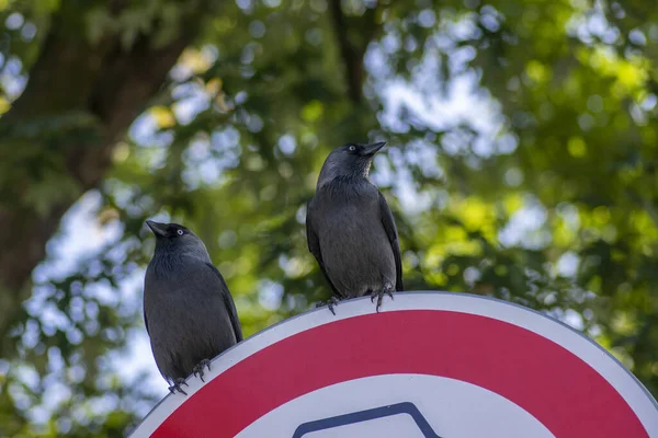 Coloeus corvus monedula assis sur le panneau de signalisation, deux oiseaux aux yeux bleus sur fond vert — Photo