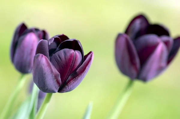 Schöne dunkelviolette blühende Tulpen im Frühlingsgarten, frühe Tulpen gesneriana blühen in voller Blüte, Blütenstrauß im Tageslicht — Stockfoto