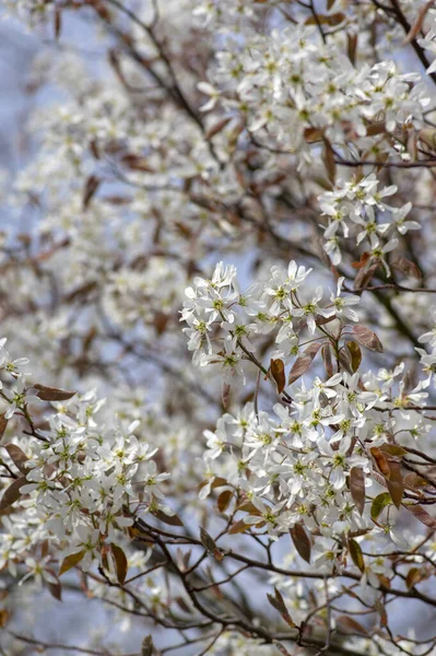 꽃피는 흰 꽃이 피어 있는 가지 위에 무리지어 있는 현화식물 인 아 멜 란치어 라마르 키 — 스톡 사진