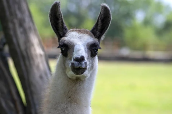 Young baby llama Lama glama portrait, beautiful hairy animal with amazing big eyes, light cream brown white color — 스톡 사진