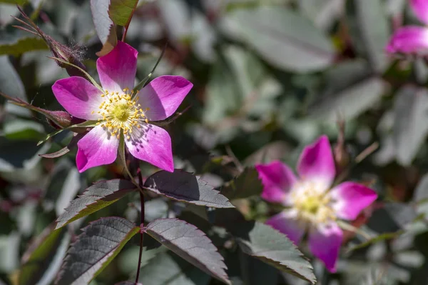 Rosa glauca rubrifolia czerwono-liściasta róża w rozkwicie, piękne ozdobne czerwone liście kwitnące krzewy liściaste, wiosenne kwiaty — Zdjęcie stockowe