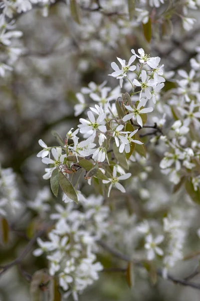 Amelanchier lamarckii loofbloeiende struik, groep witte bloemen op takken in bloei — Stockfoto