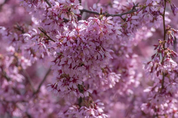 Prunus okame virágzó kora tavasszal díszfa, gyönyörű kis rózsaszín virágok virágzik — Stock Fotó