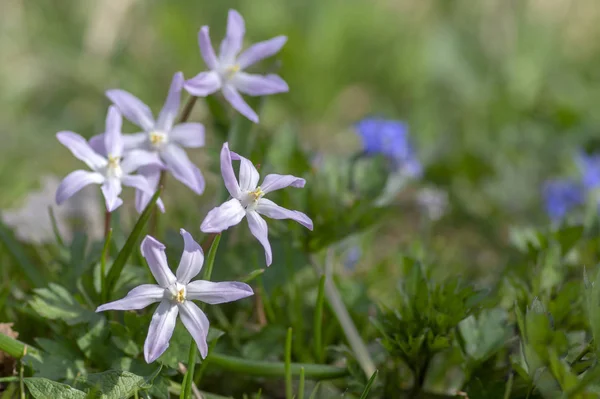 Scilla luciliae luz violeta y blanco pequeñas flores primaverales en la hierba, de cerca ver la planta con flores bulbosas — Foto de Stock