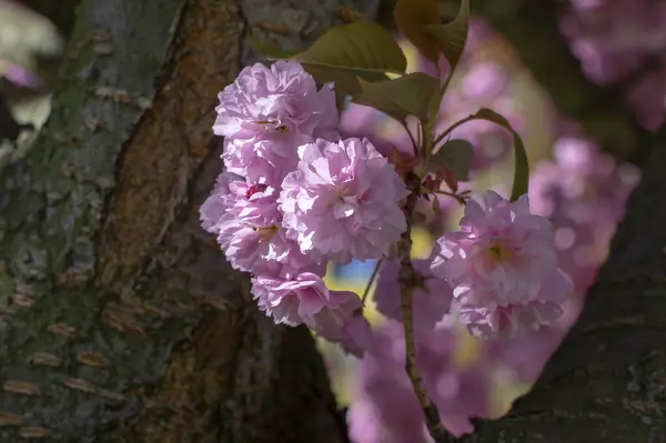 Prunus serrulata Japanischer Kirschbaum mit doppelter Blüte, Sakura oder Taihaku in Blüte, blühende orientalische Kirsche — Stockfoto