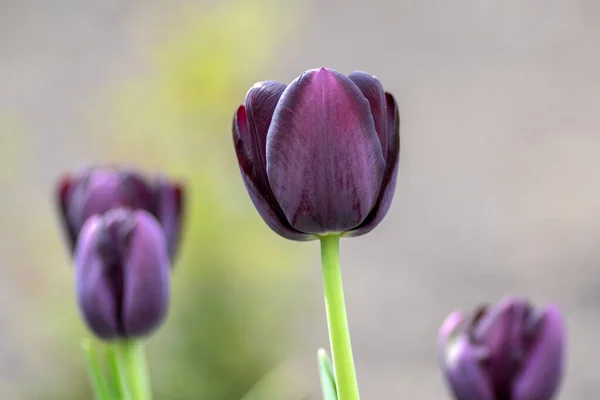 Lindas tulipas floridas roxas escuras no jardim da primavera, início tulipa gesneriana flores em flor, flores cacho à luz do dia — Fotografia de Stock