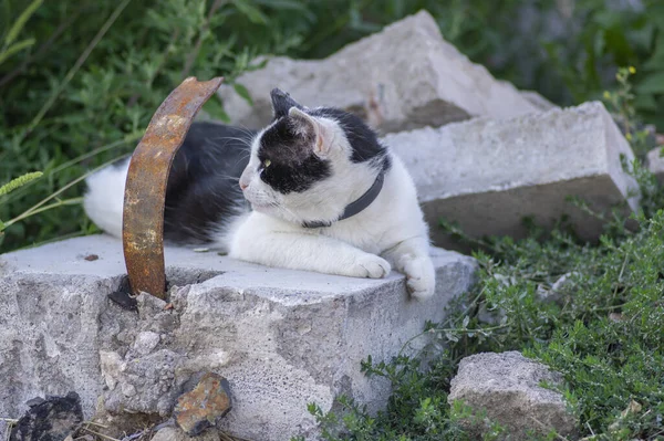 Stary brudny czarno-biały kot z kołnierzem leżącym w ruinach budynku, leniwy czas relaksu — Zdjęcie stockowe