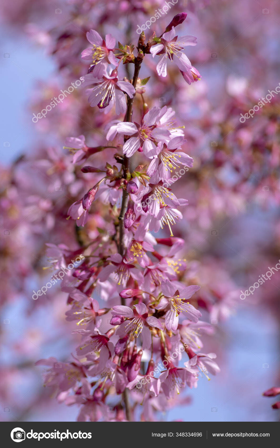 Prunus Okame Flowering Early Spring Ornamental Tree Beautiful Small Pink Stock Photo Image By C Ivusakzkrabice 348334696